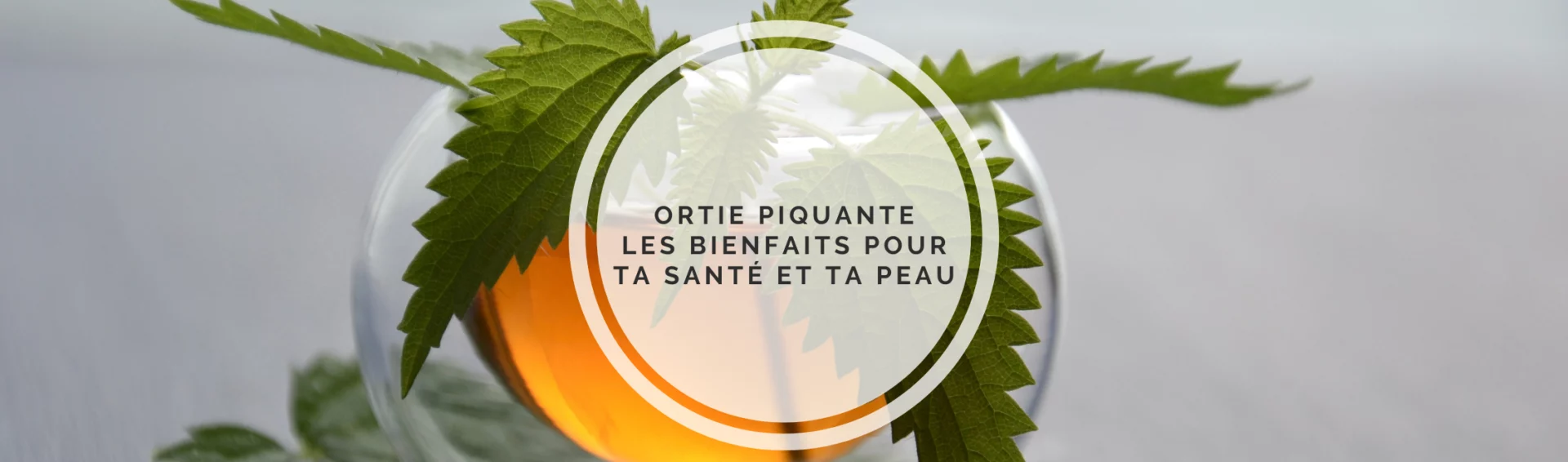 ortie piquante bienfaits